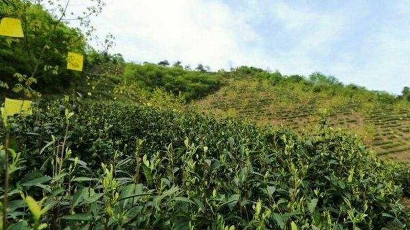 南京党参收购价格波动因素分析